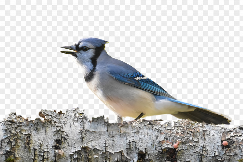 Blue Jay Birds Songbirds Bluebirds Crows PNG