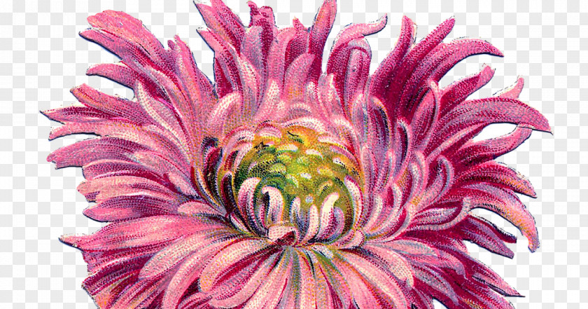 старинные Chrysanthemum Dahlia Cut Flowers Floral Design PNG