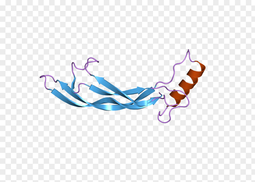 GDF2 Bone Morphogenetic Protein Growth Differentiation Factor Hepcidin PNG