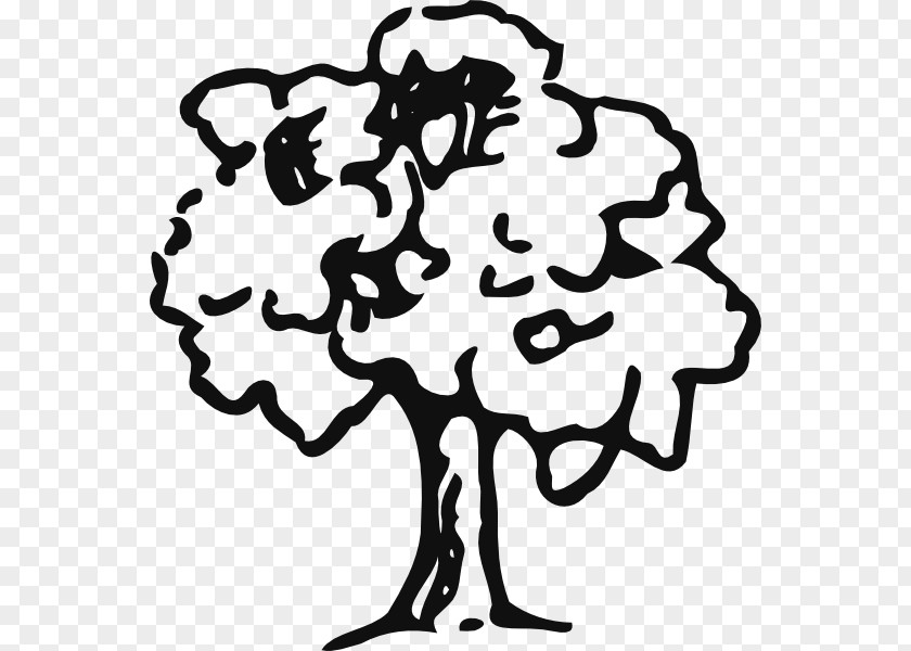 Mahogany Clipart Tree Oak Drawing Clip Art PNG