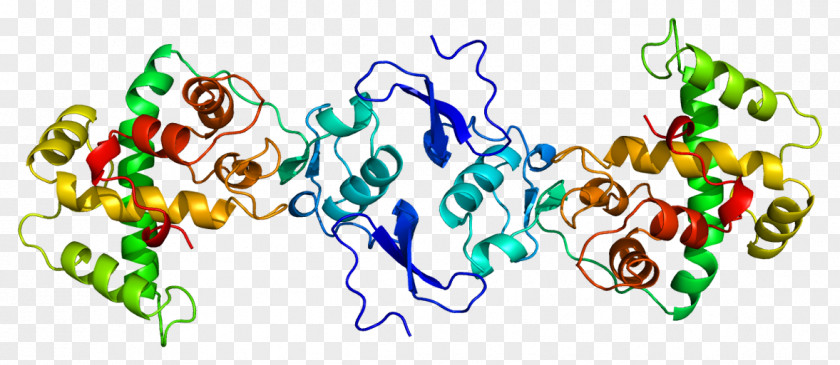 Osteonectin Glycoprotein Bone Collagen PNG