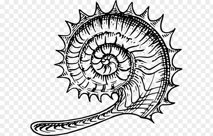Science Wireframe Ammonites Line Art Fossil Clip PNG