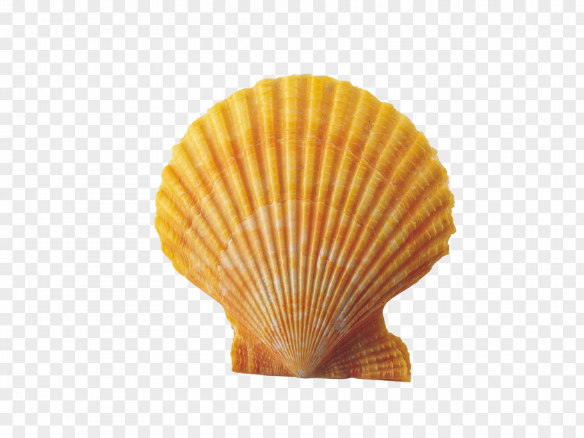 Shell Seashell Conch Clip Art PNG