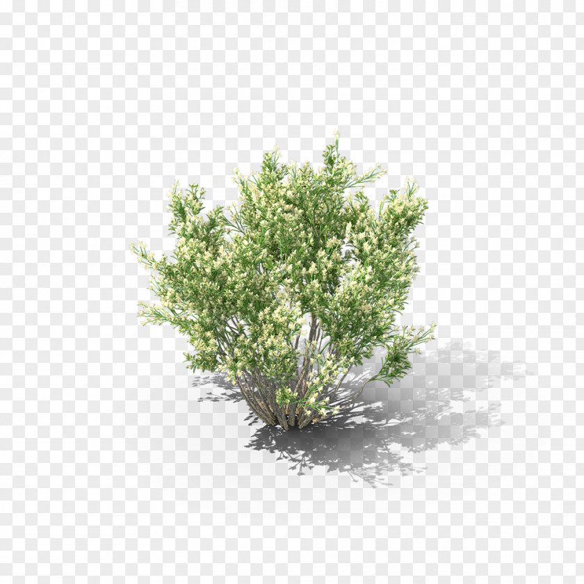 Tree Shrubland Baccharis Pilularis PNG