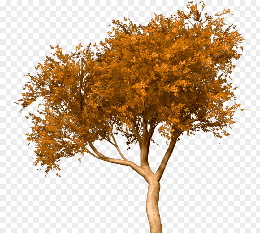 Tree Treelet Shrub White Oak Plants PNG