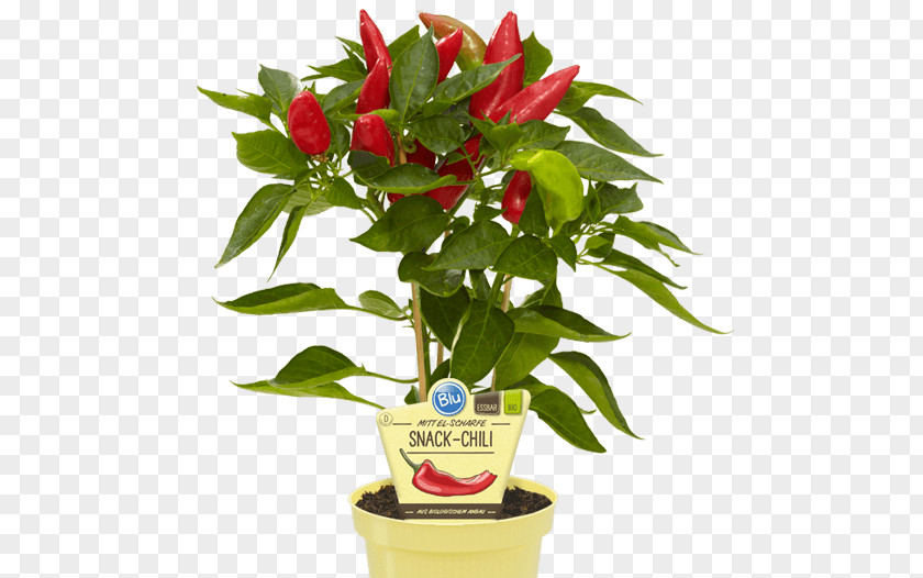 Chile Pequin Bird's Eye Chili Pepper Biber Peppers Peperoncino PNG