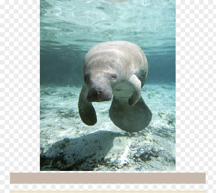 Fist Pumping Crystal River West Indian Manatee Three Sisters Springs Everglades Dugong PNG
