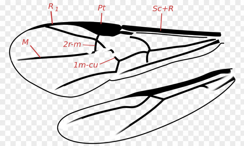 Insect Ichneumon Wasps Spathius Agrili Parasitoid Wasp PNG