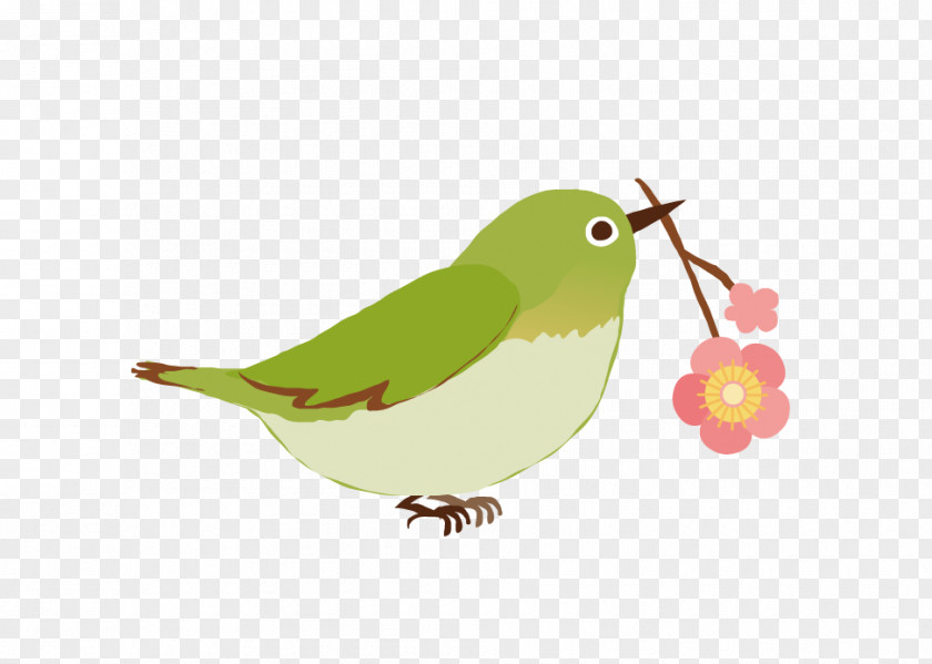 Bird Japanese White-eye Mejiro Clip Art PNG