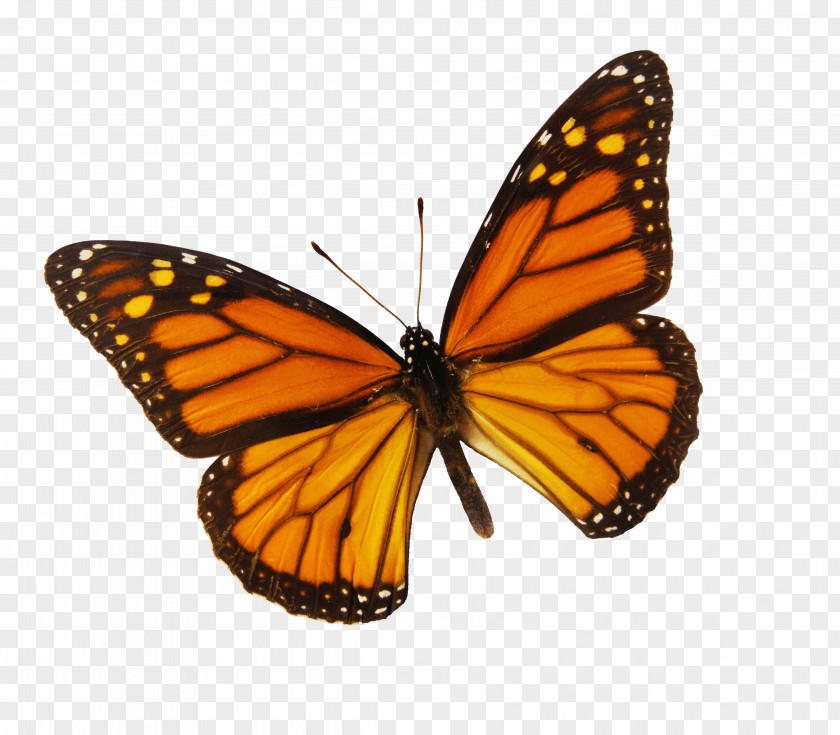 Butterfly Monarch Drawing Color Clip Art PNG