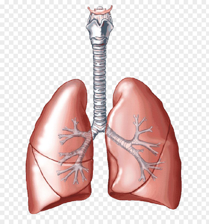 Lungs Transparent Images Lung Carbon Dioxide Breathing Respiratory System Human Body PNG