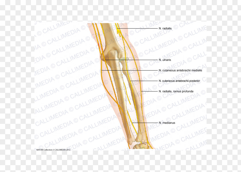 Median Nerve Thumb Elbow Medial Cutaneous Of Forearm PNG