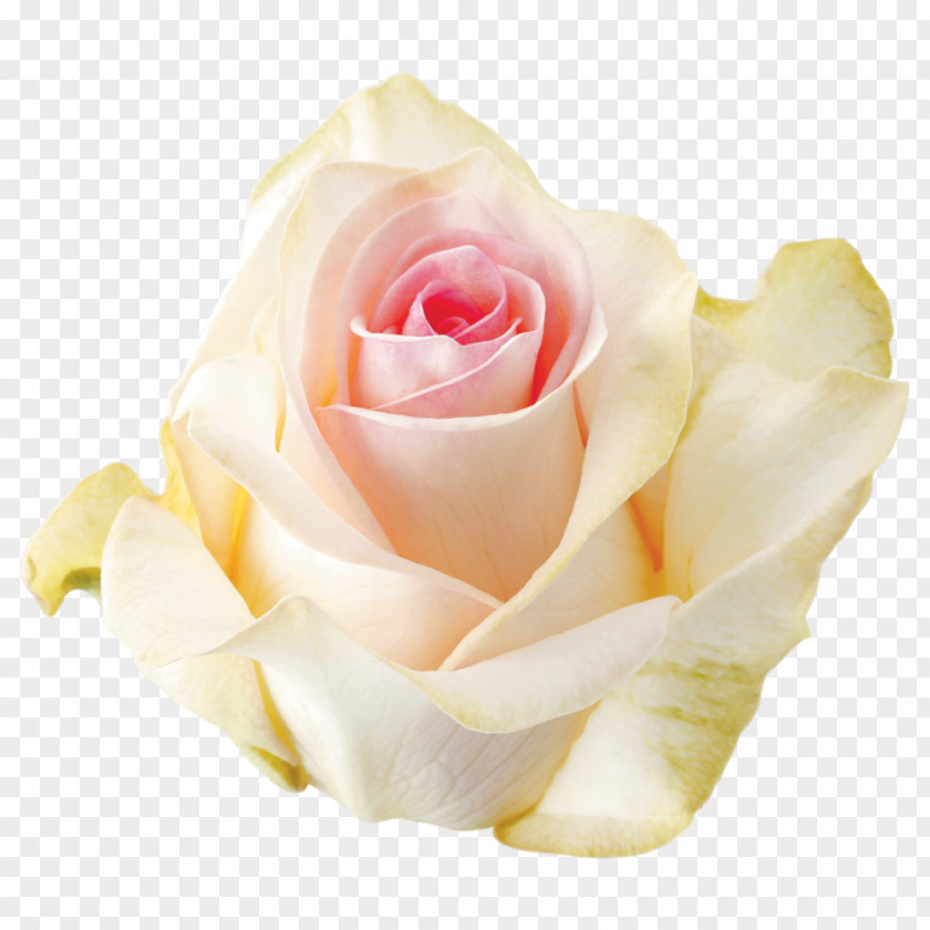 Roze Flower Garden Roses Cabbage Rose Floribunda Floristry Cut Flowers PNG