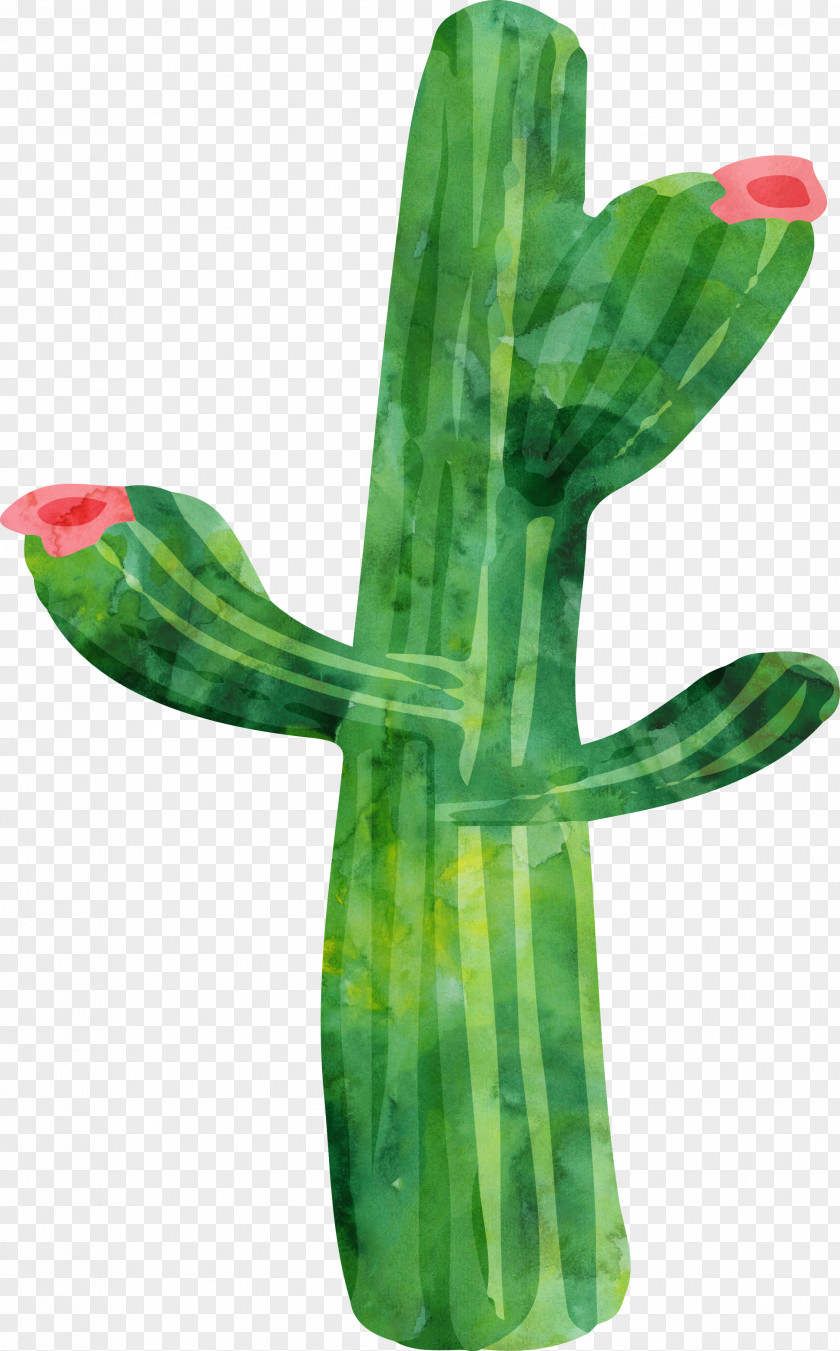 Watercolor Cactus Cactaceae Painting Plant PNG