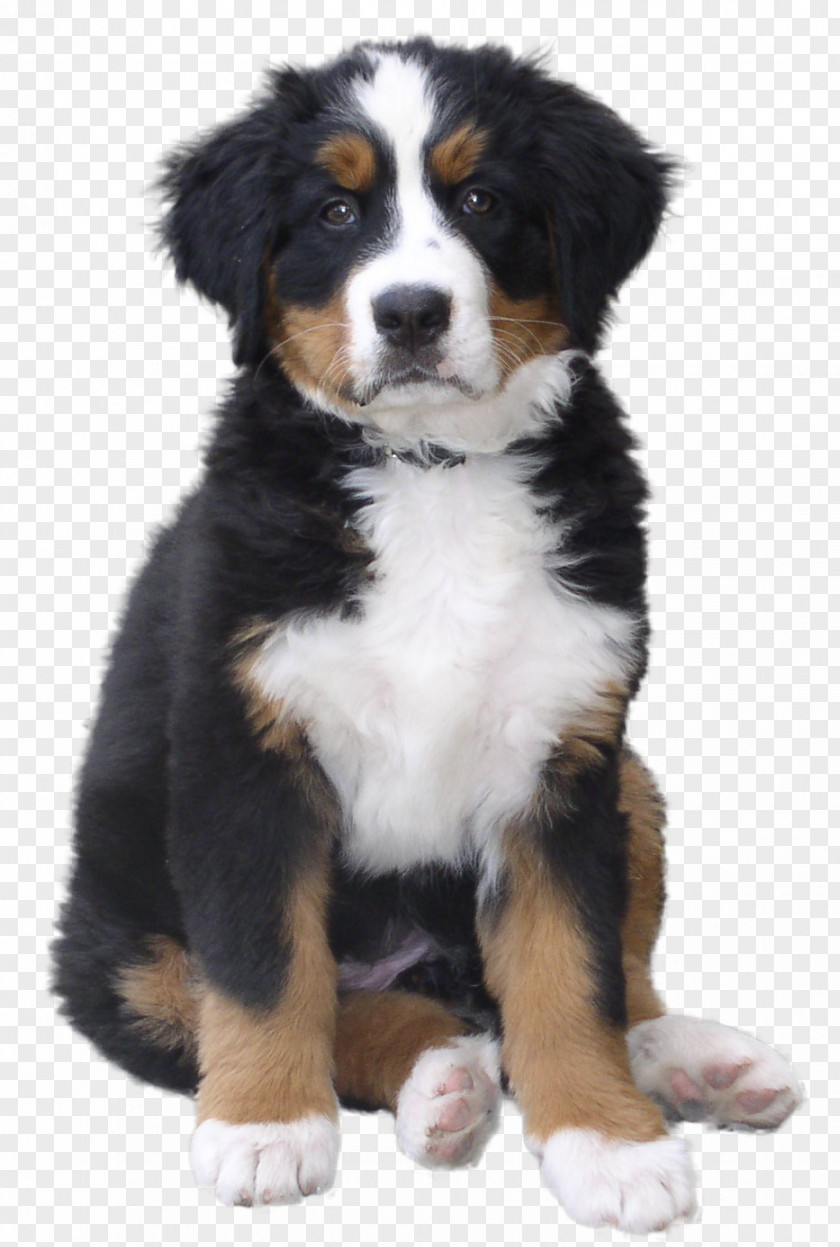 Bone Dog Bernese Mountain Puppy Greater Swiss Breed PNG