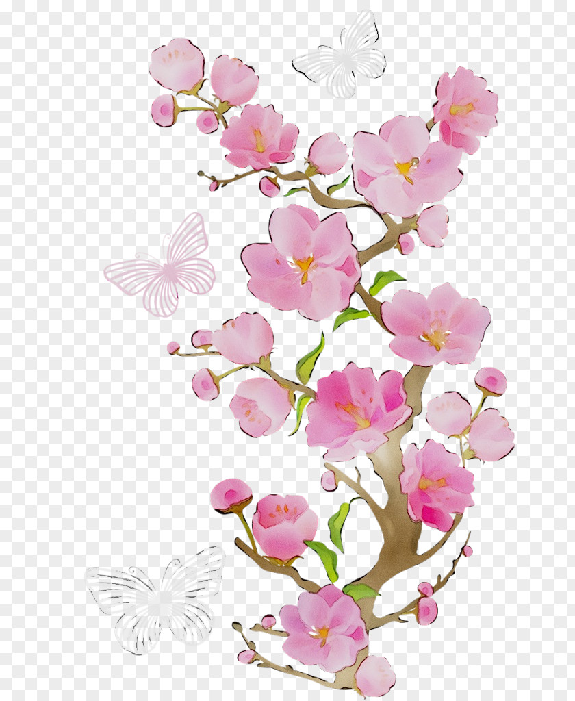 Clip Art Cherry Blossom Transparency Image PNG