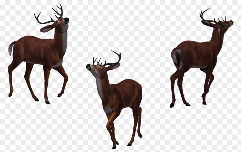 Deer Elk DeviantArt PNG