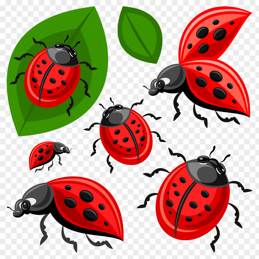 Ladybug Ladybird Beetle Clip Art PNG