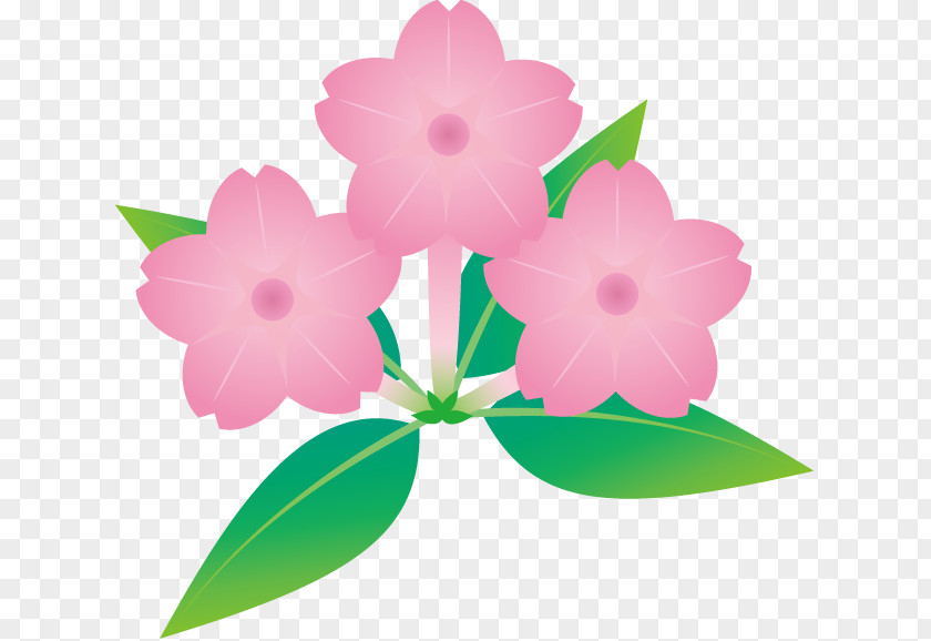 Plant Pink M Flowering RTV PNG