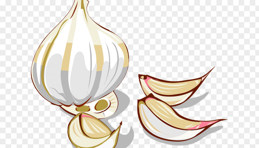 Storing Garlic Bulbs Bread Clip Art Spice Vector Graphics PNG