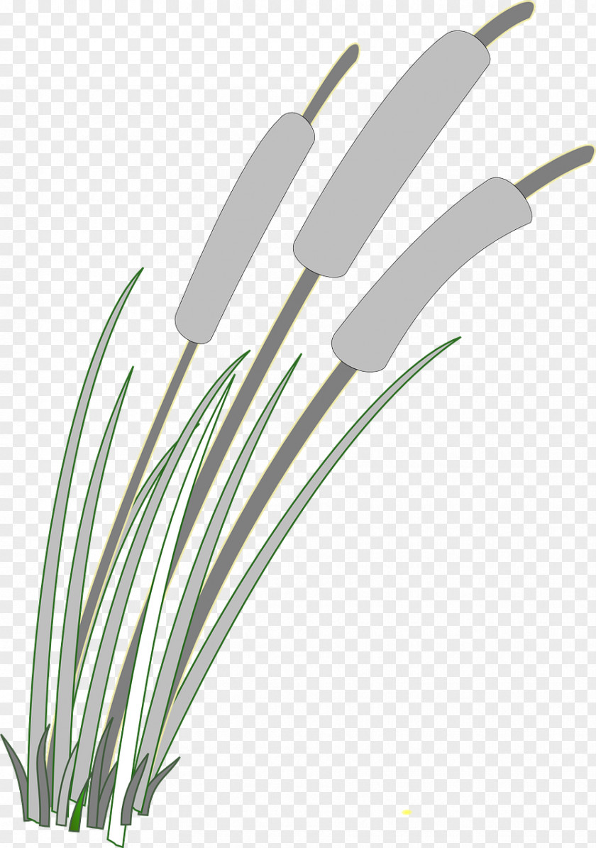 Wound Reed Clip Art PNG