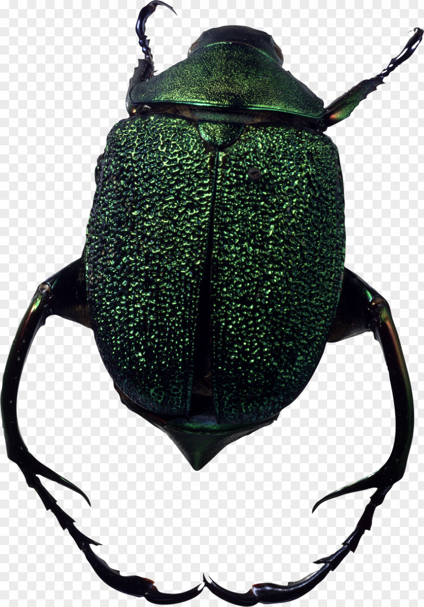 Beetle Image JPEG GIF PNG