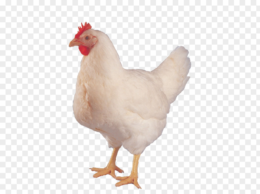 Chicken Or The Egg Hen Aviculture PNG