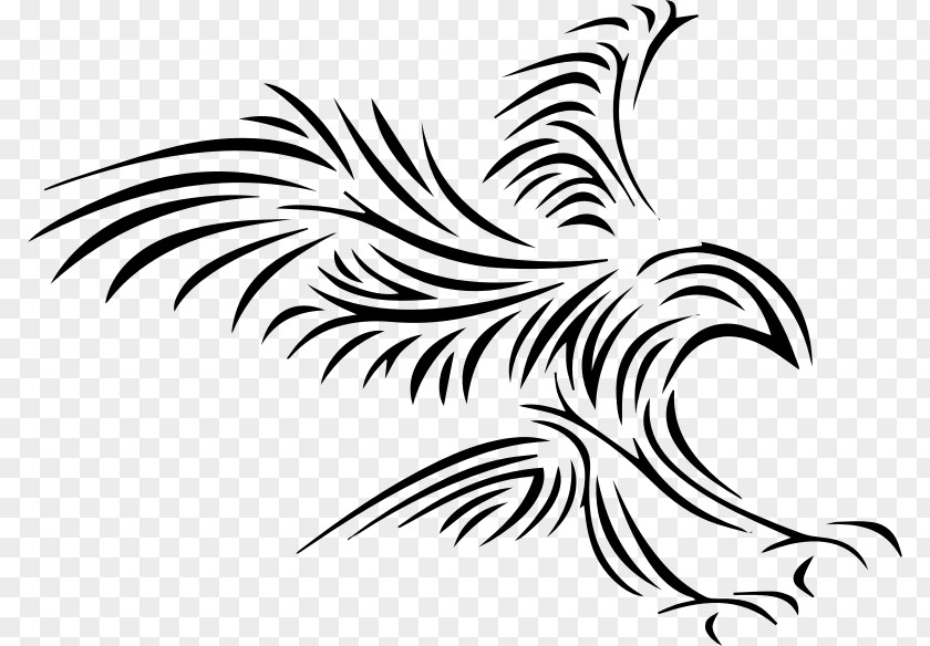 Eagle Bald Feather Law Clip Art PNG