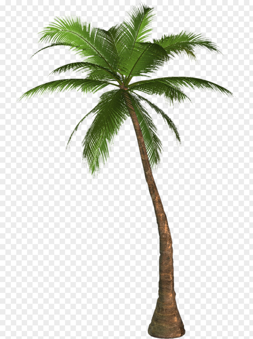 Large Coconut Tree Arecaceae Desktop Wallpaper Clip Art PNG