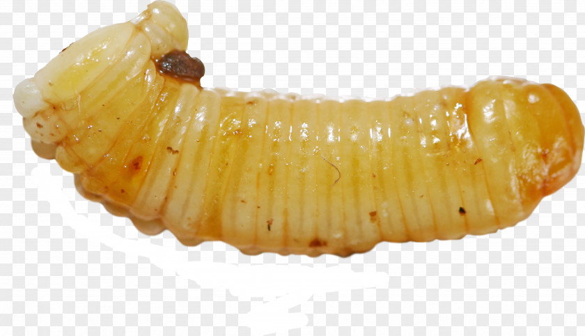 Larva Ootheca Waxworm PNG