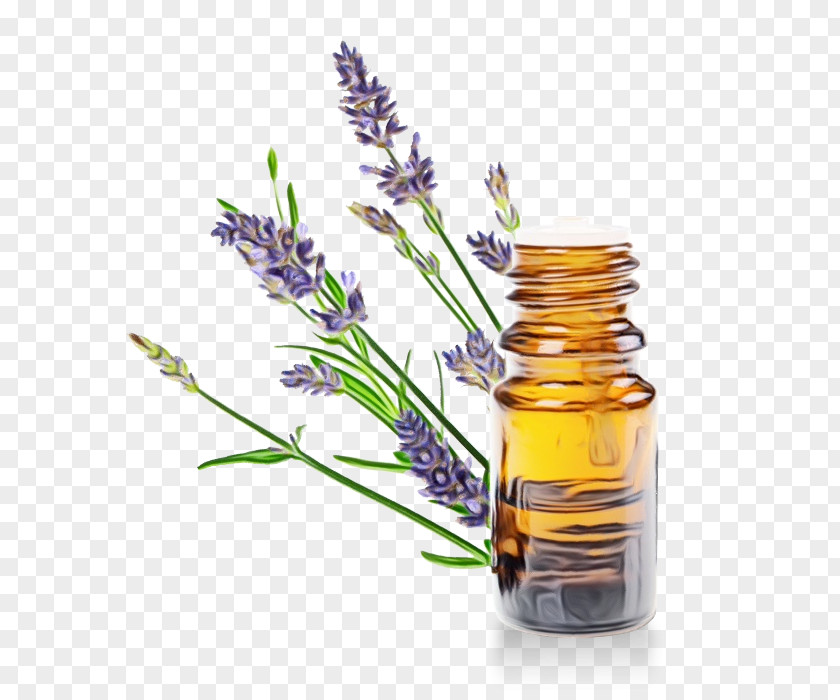 Perennial Plant Herbaceous Lavender Flower PNG