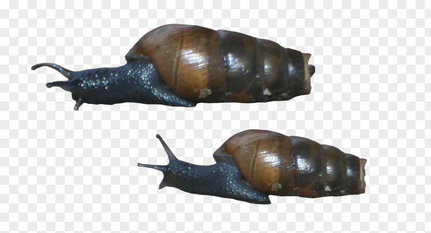 The Broken Shell Pond Snails Schnecken Slug Sea Snail PNG