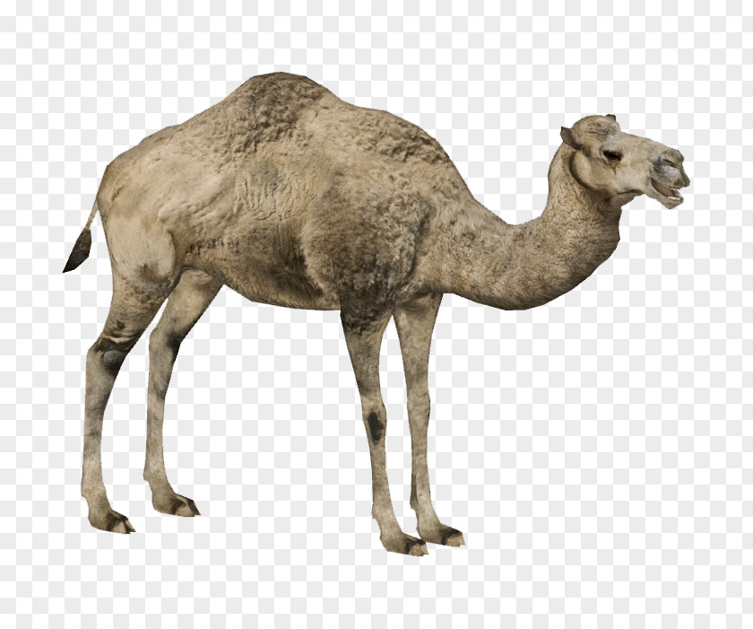 Qurban Eid Ul Camel Dromedary Bactrian Zoo Tycoon 2 Australian Feral PNG