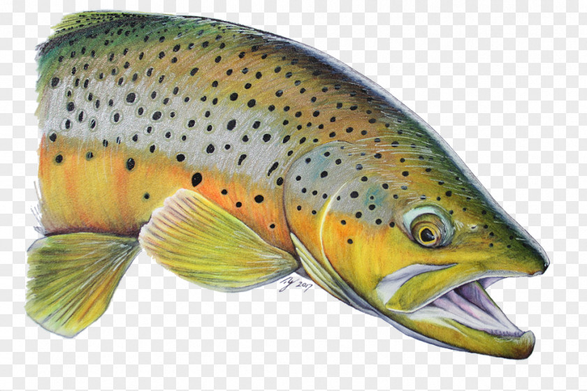 Salmon Coastal Cutthroat Trout Yeti PNG