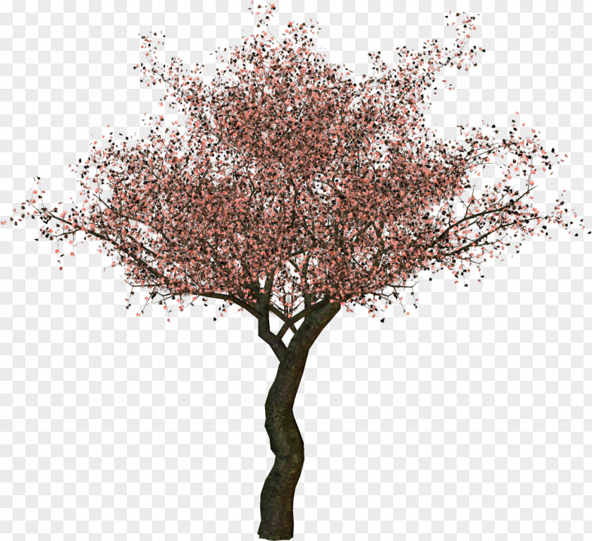 Tree Twig Plum Blossom Clip Art PNG
