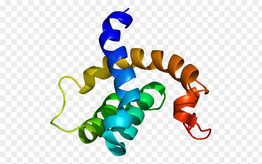 CBFA2T3 Protein Gene UniProt Transcription Factor PNG