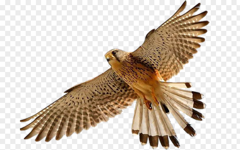 Falcon Bird Clip Art PNG