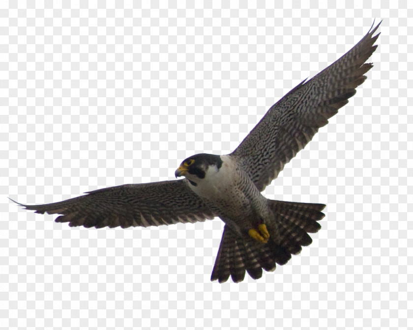 Falcon Peregrine Clip Art PNG