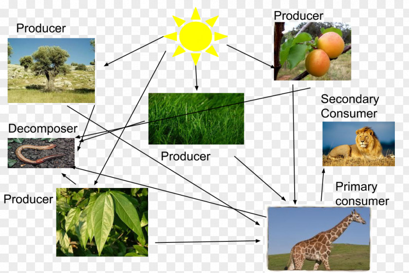 Food Chin Masai Giraffe Chain Web Ecosystem Lion PNG