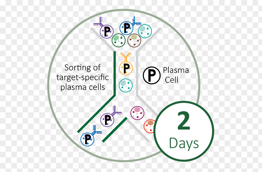 Monoclonal Plasma Cell Antibody Blood Technology PNG