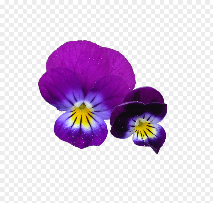 Moth Orchid Viola Flower PNG