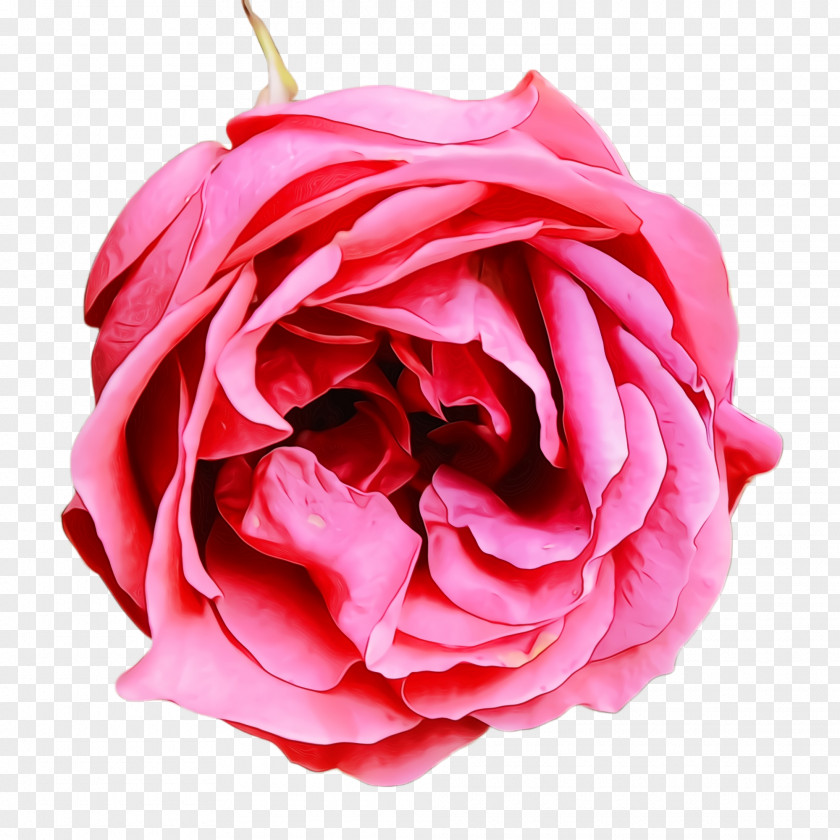 Plant Hybrid Tea Rose Garden Roses PNG
