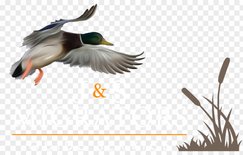 Waterfowl Hunting Duck Goose Mallard PNG