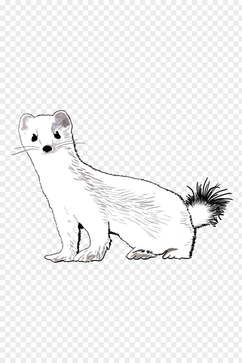 Whiskers Mink Stoat PNG