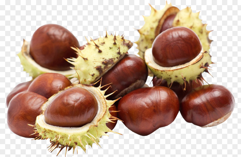 Acorn Chestnut PNG