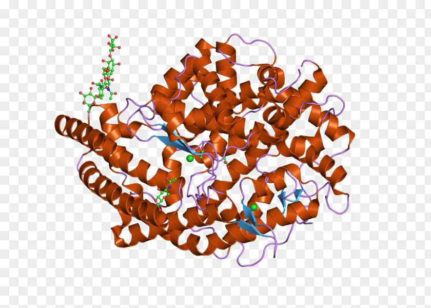Angiotensin-converting Enzyme Angiotensin II Gene Therapy PNG