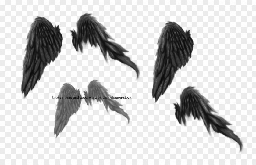 Broken Wings Drawing Brush DeviantArt PNG