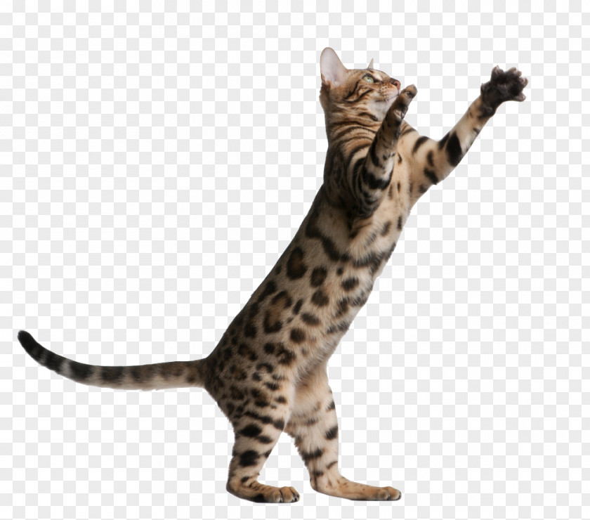 Cat Cute Bengal Kitten British Shorthair Scratching Post Kitty Quarters PNG