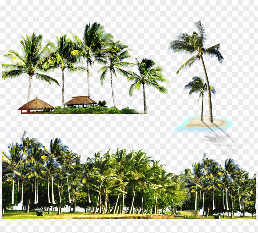 Coconut Island Kuta Light Beach Ceiling PNG