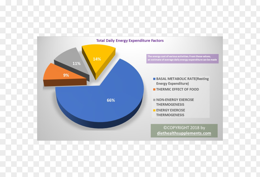 Energy Basal Metabolic Rate Calculator Calculation Metabolism PNG